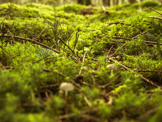 Closeup of a forest floor with moss