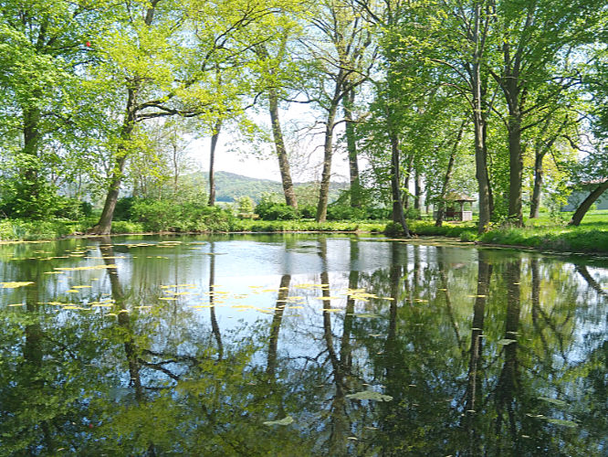 Ein Teich mit sommerlichem Uferbewuchs (Foto: Sarah A. Besic, CC BY-SA 4.0)
