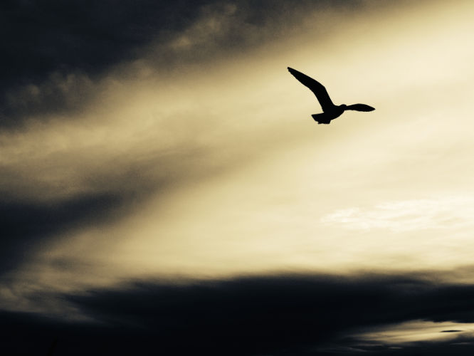 Eine fliegende Möve vor zielichtigem Himmel (Foto: Pixabay, gemeinfrei)