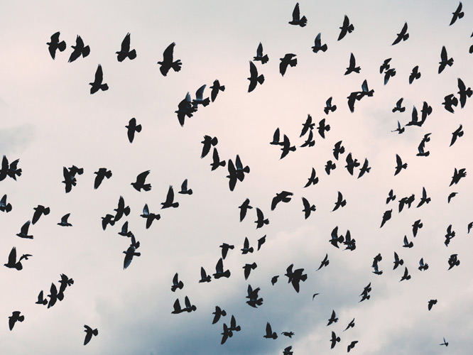 A flock of birds at the sky