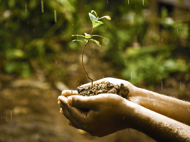 Hand with potting soil and plant (Photo: Surajith Aiswarya, CC0)